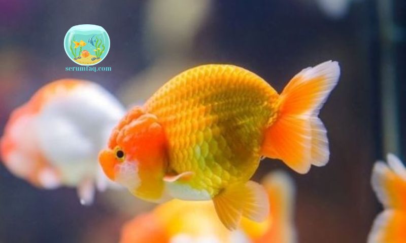 Tips for Maintaining a Healthy Aquarium