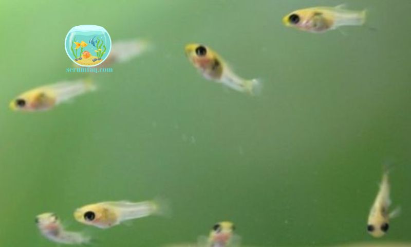 Top 10 Cheap Small Aquarium Fish Species