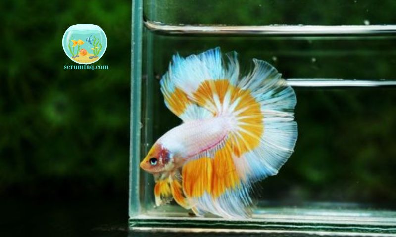 Benefits of Choosing Cheap Small Aquarium Fish