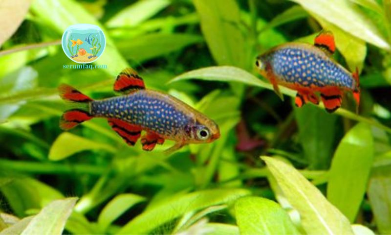 Cheap Small Aquarium Fish Species
