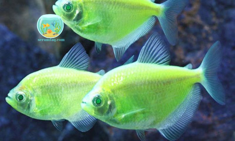 Benefits of Keeping Ornamental Fish Without Oxygen Pumps