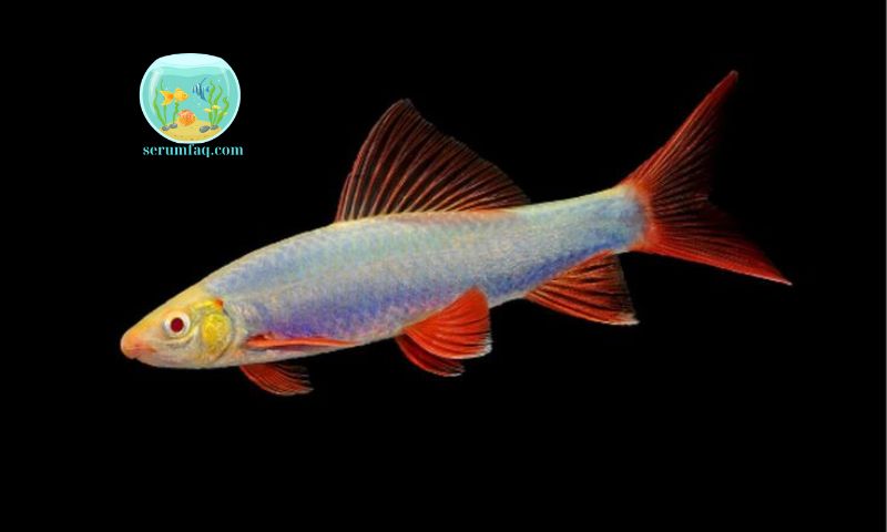 Top Ornamental Fish That Do Not Require Oxygen Pumps