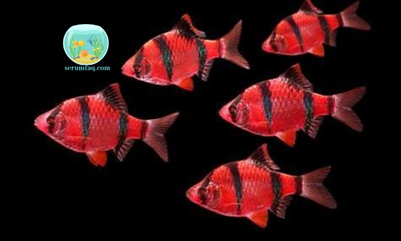 Ornamental Fish That Are Easy to Care for and Do Not Require Oxygen