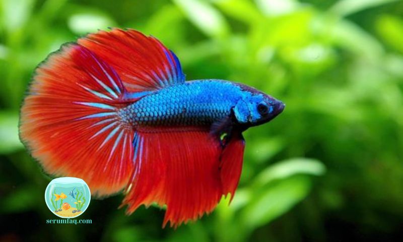 Types of Food for Betta Fish