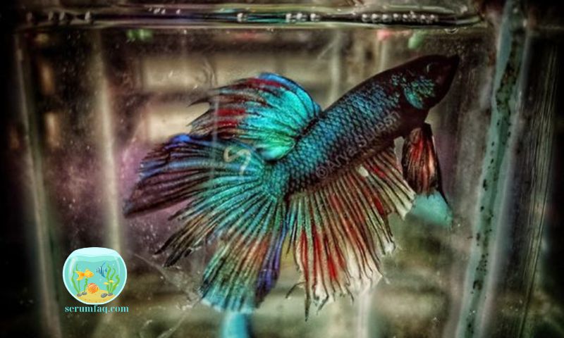 Nutritional Requirements of Betta Fish