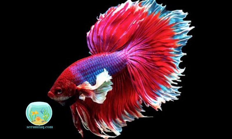 Understanding Betta Fish