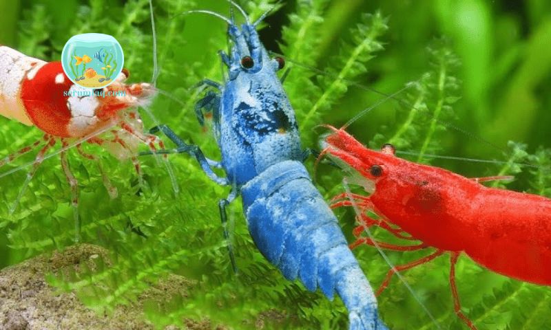 Types of Ornamental Shrimp