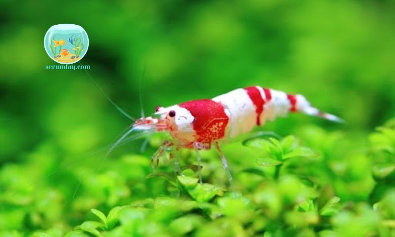 What Do Ornamental Shrimp Eat