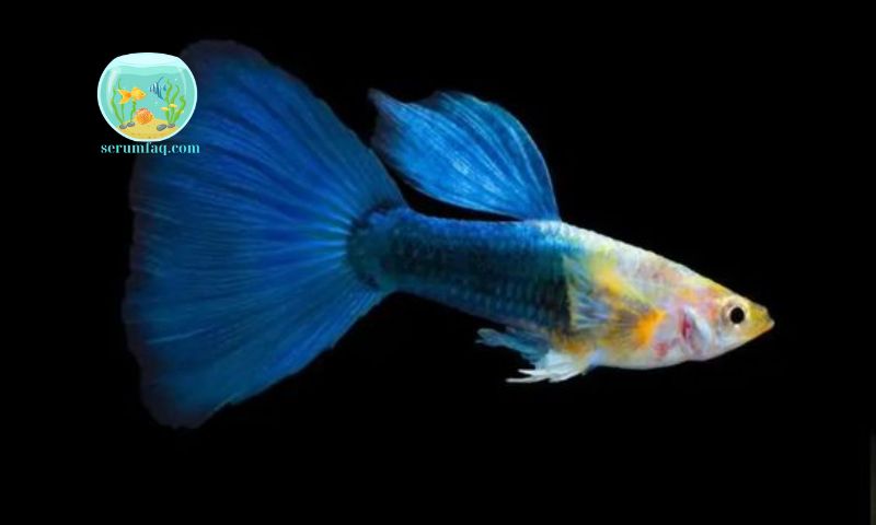 Key Signs That Guppies Are About to Give Birth