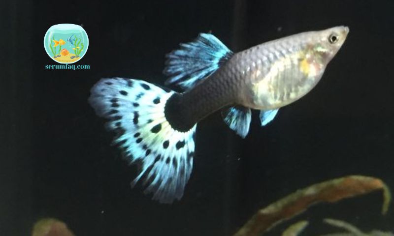 Understanding Guppy Pregnancy