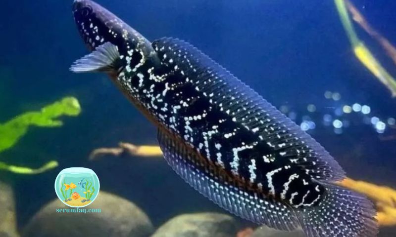 Types of Ornamental Snakehead Fish