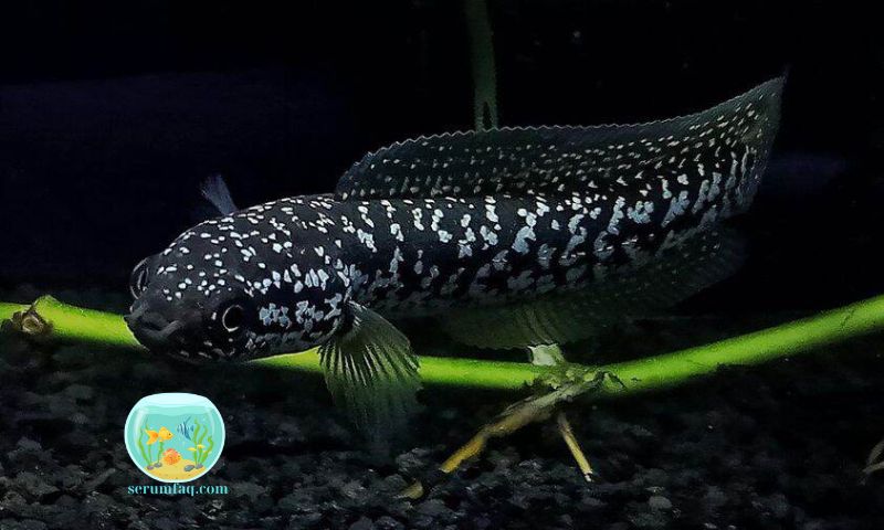 Various Types of Ornamental Snakehead Fish