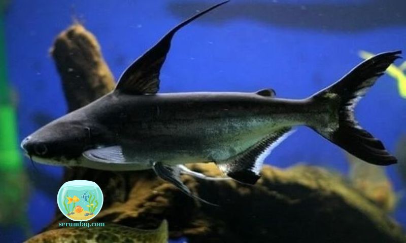 Top Types of Predatory Fish