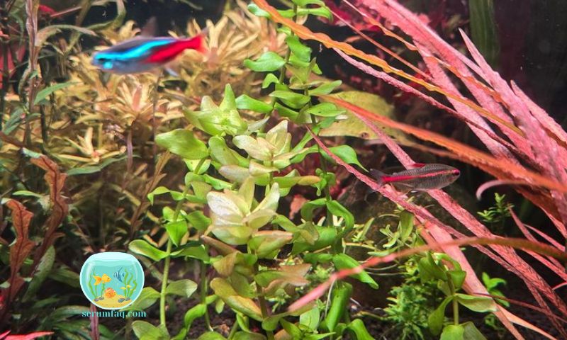 Harmful Types of Aquatic Moss