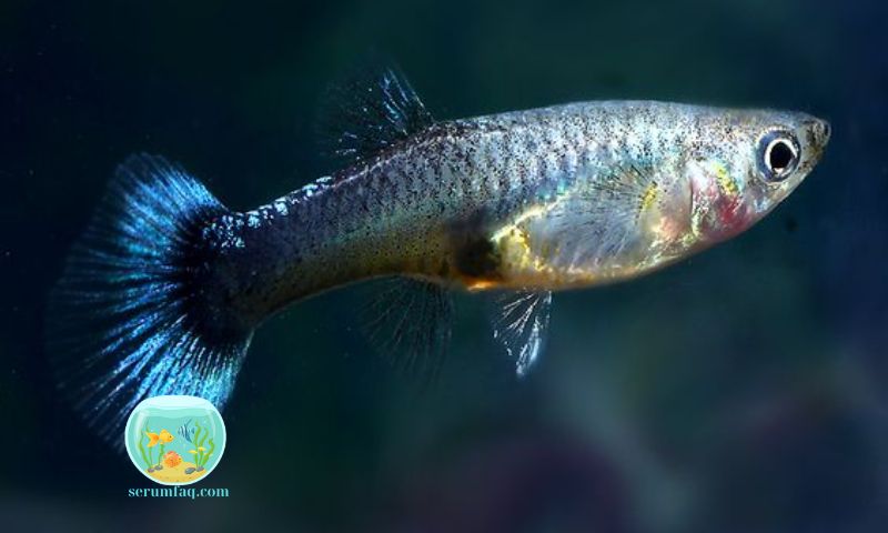 How to Raise Freshwater Artemia