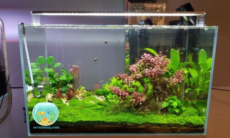 Benefits of Using Liquid CO2 in Aquariums