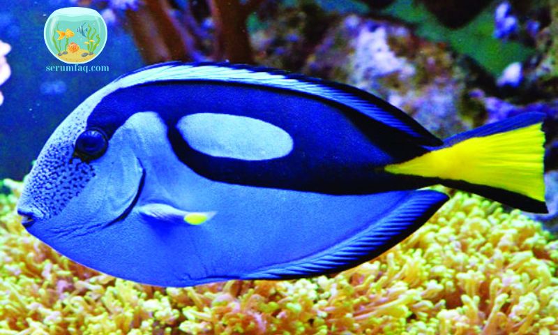 Characteristics of Blue Fish