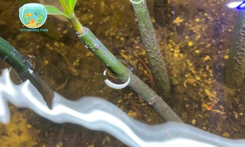 How To Treat Anchor Worms In Fish Ponds
