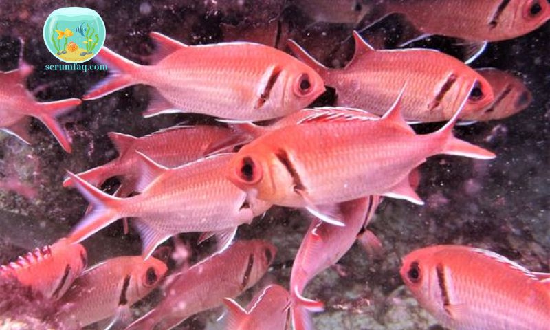 Feeding Marine Fish