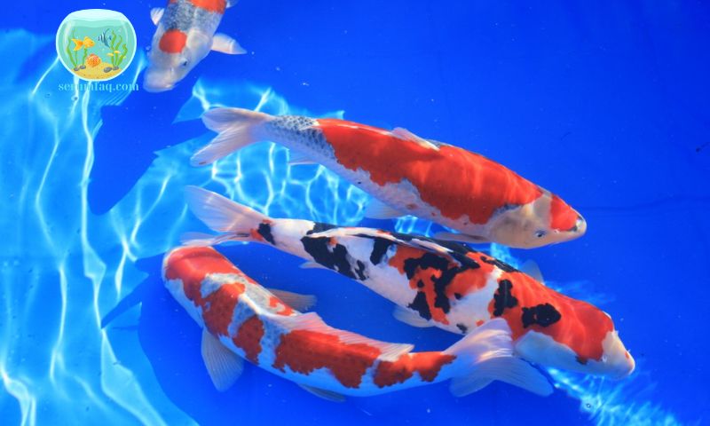 What Fish Can Koi Be Kept With?