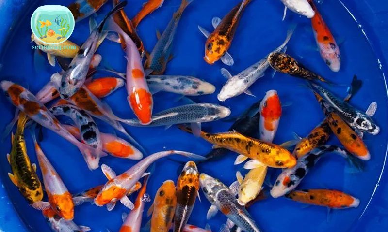 Characteristics of Koi Fish