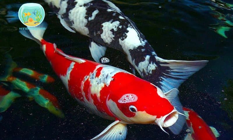 The Number of Koi Fish According to Feng Shui