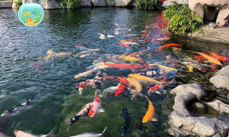 The Significance of Koi Fish in Feng Shui