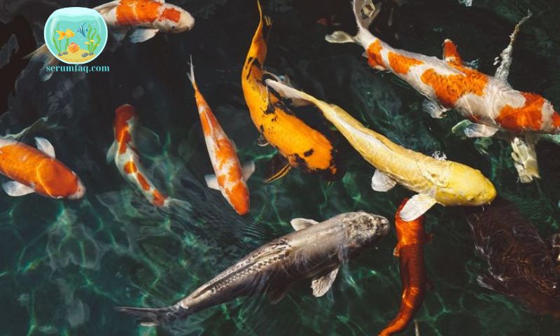 How Long Can Ornamental Fish Go Without Food