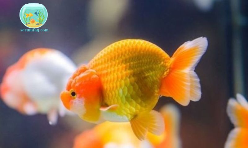 Factors Affecting How Long Ornamental Fish Can Go Without Food