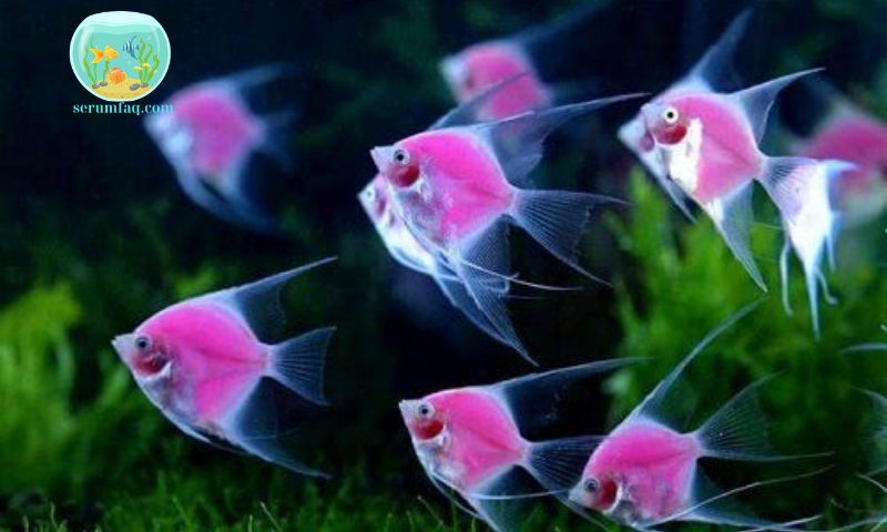 Typical Time Frames for Various Ornamental Fish